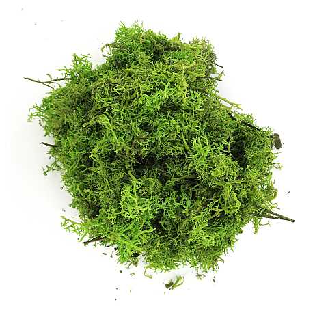 Lichene Verde per Presepe, Adatto per Creare Cespugli e Alberi per Presepe, Verde, 80 Grammi